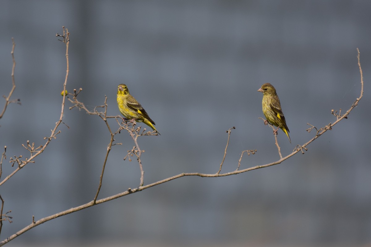 Yellow-breasted Greenfinch - ML619759585