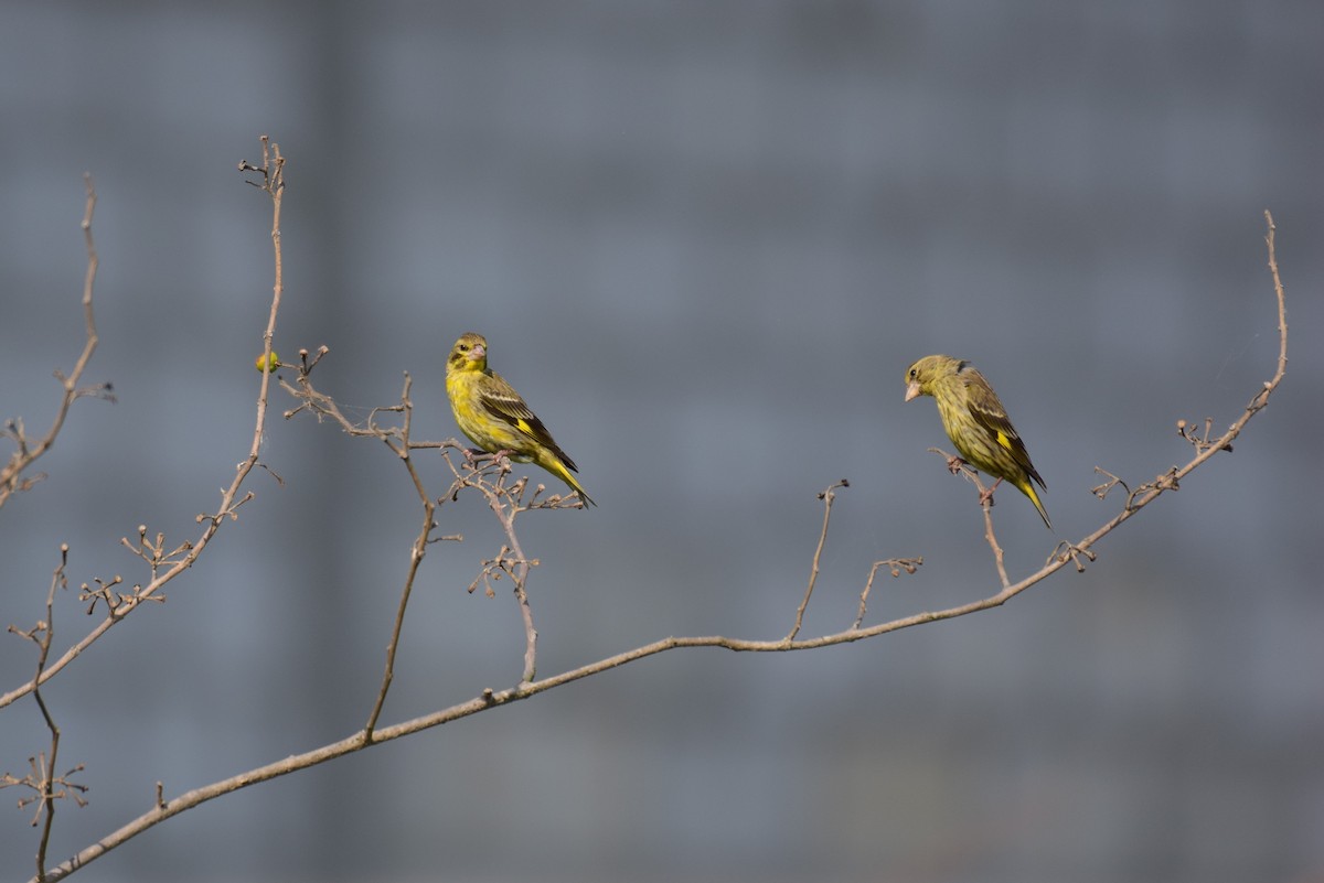 Yellow-breasted Greenfinch - ML619759586