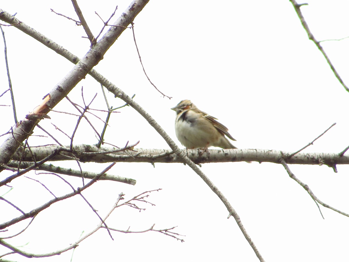 Lark Sparrow - ML619759591