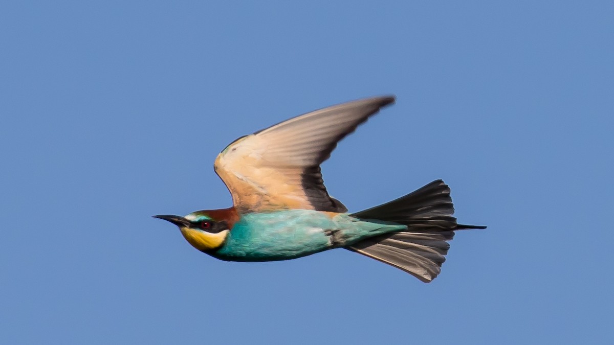 European Bee-eater - ML619759613