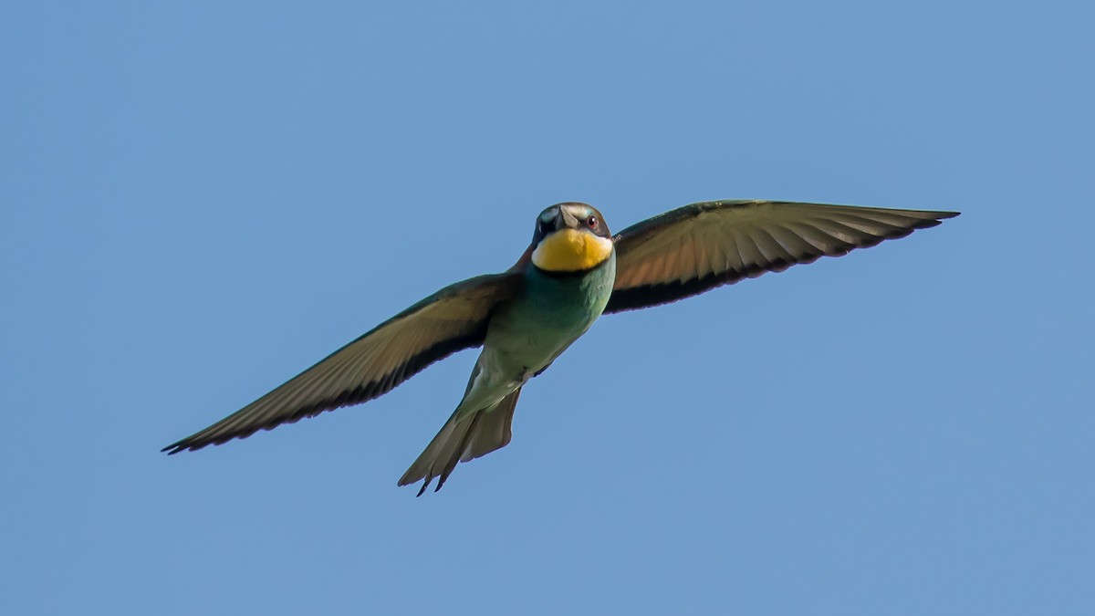 European Bee-eater - ML619759614