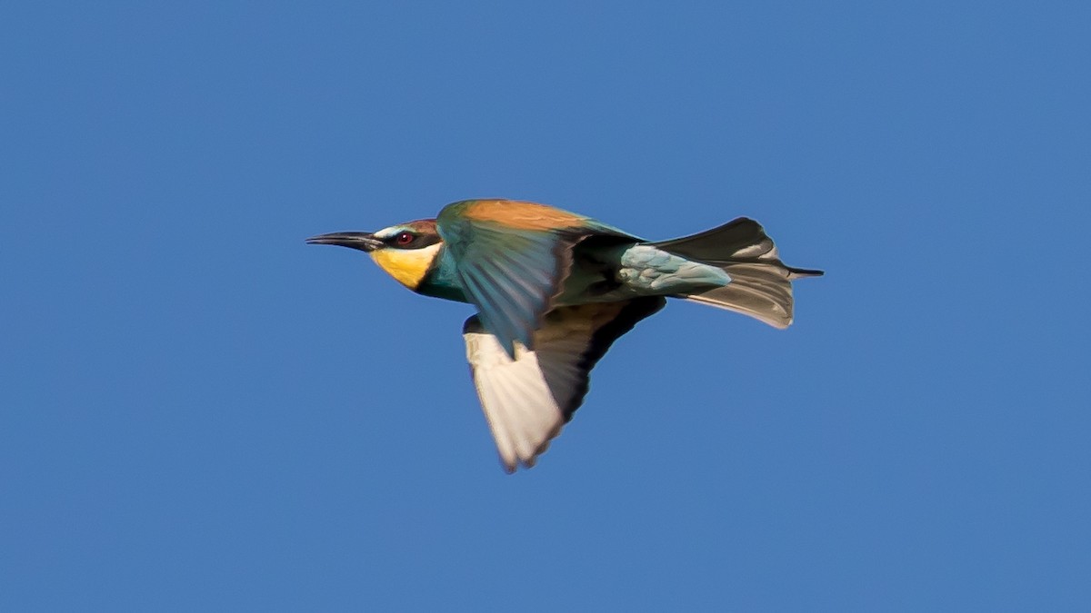European Bee-eater - ML619759616