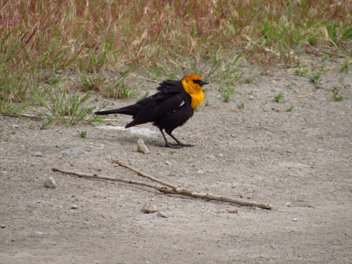 Yellow-headed Blackbird - ML619759624