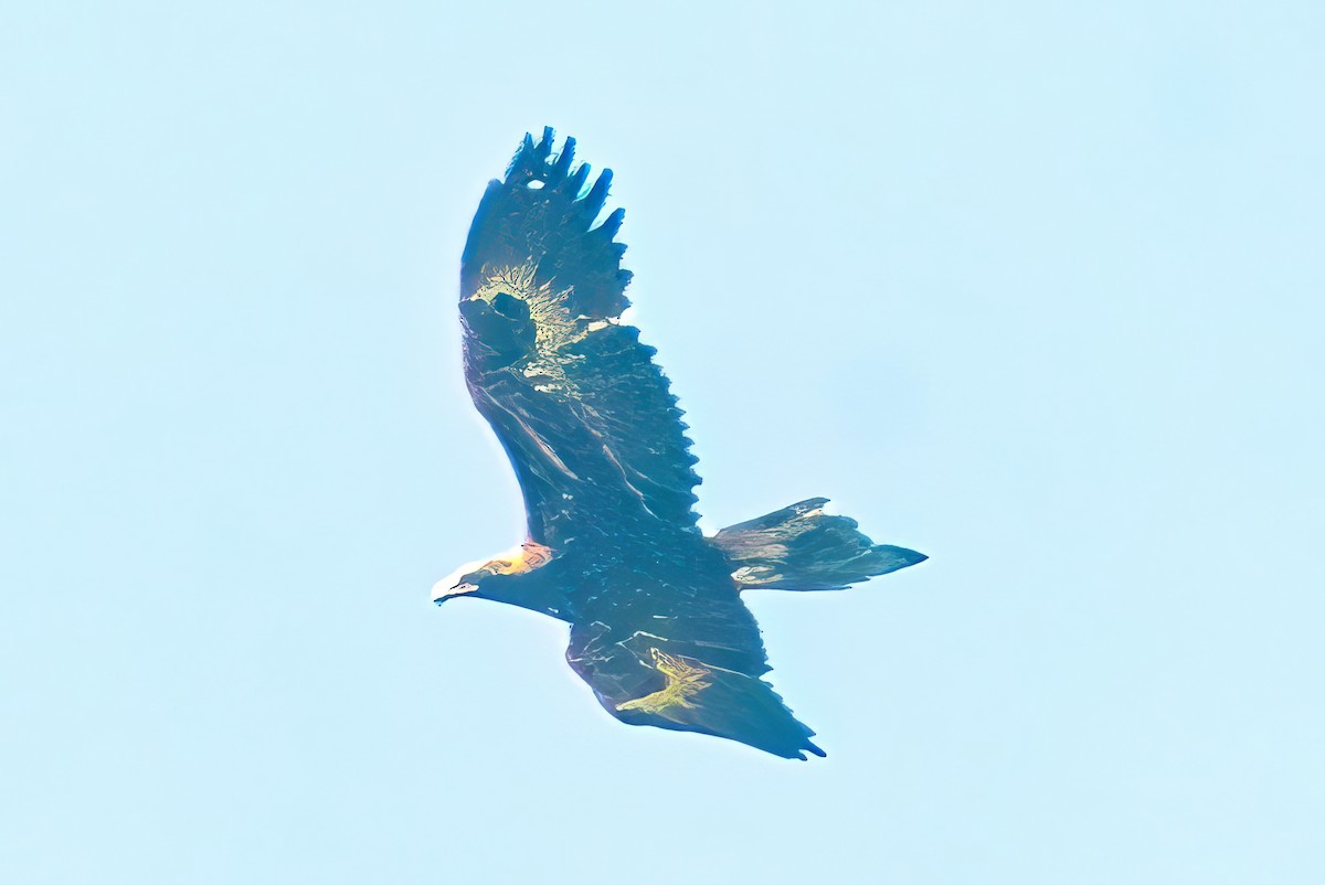 Wedge-tailed Eagle - ML619759673