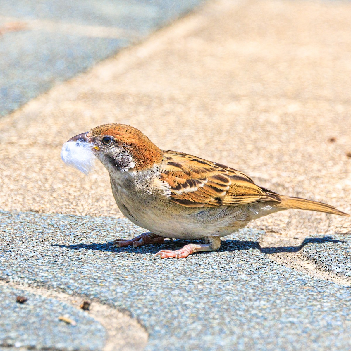 Eurasian Tree Sparrow - ML619759675