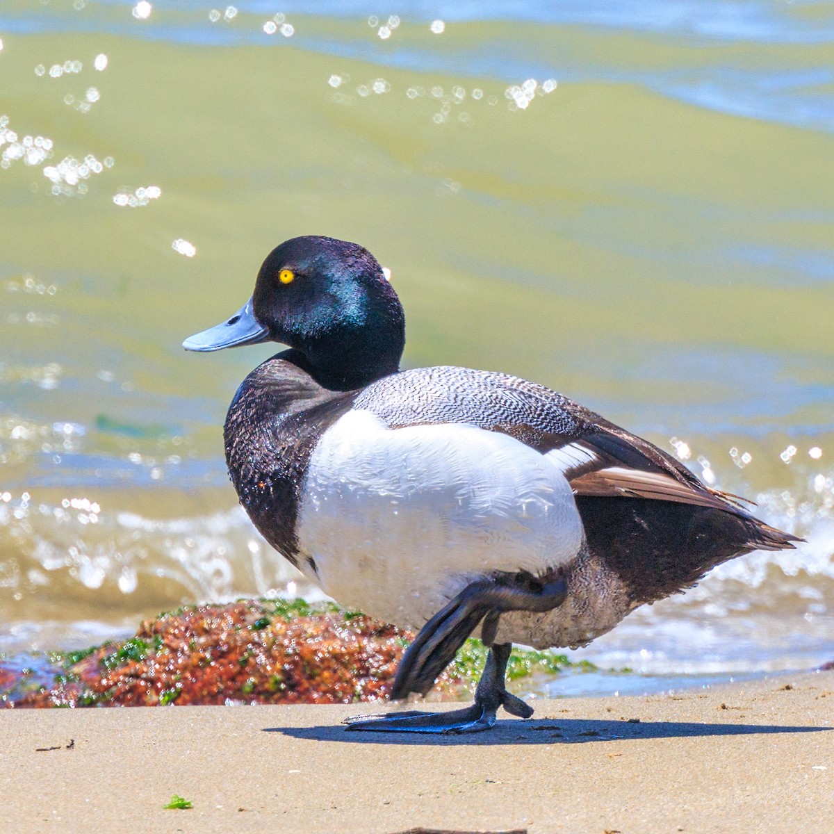Greater Scaup - ML619759689