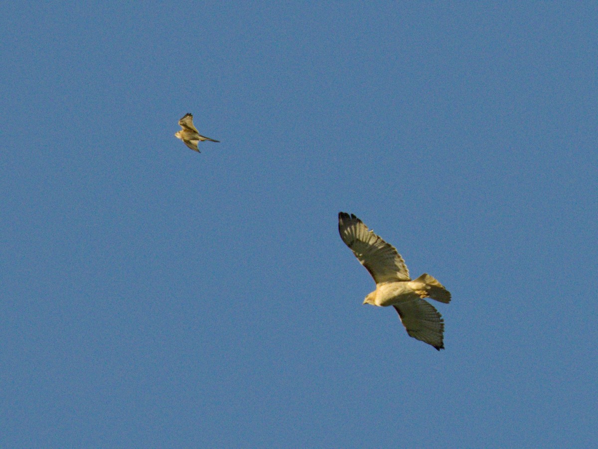 Red-tailed Hawk - ML619759692