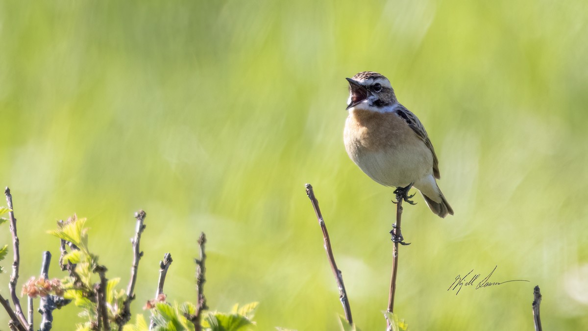 Whinchat - ML619759697