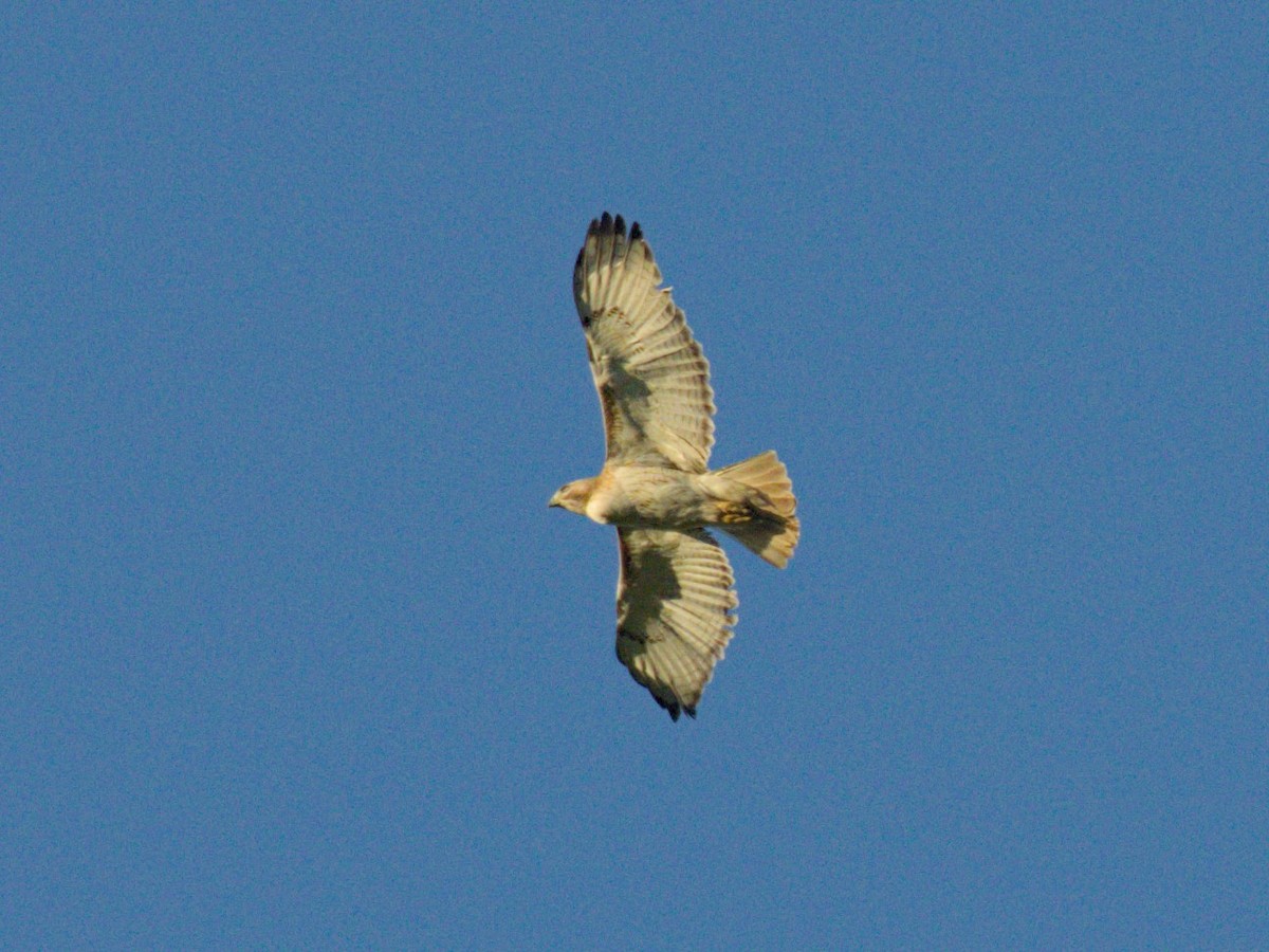 Red-tailed Hawk - ML619759705