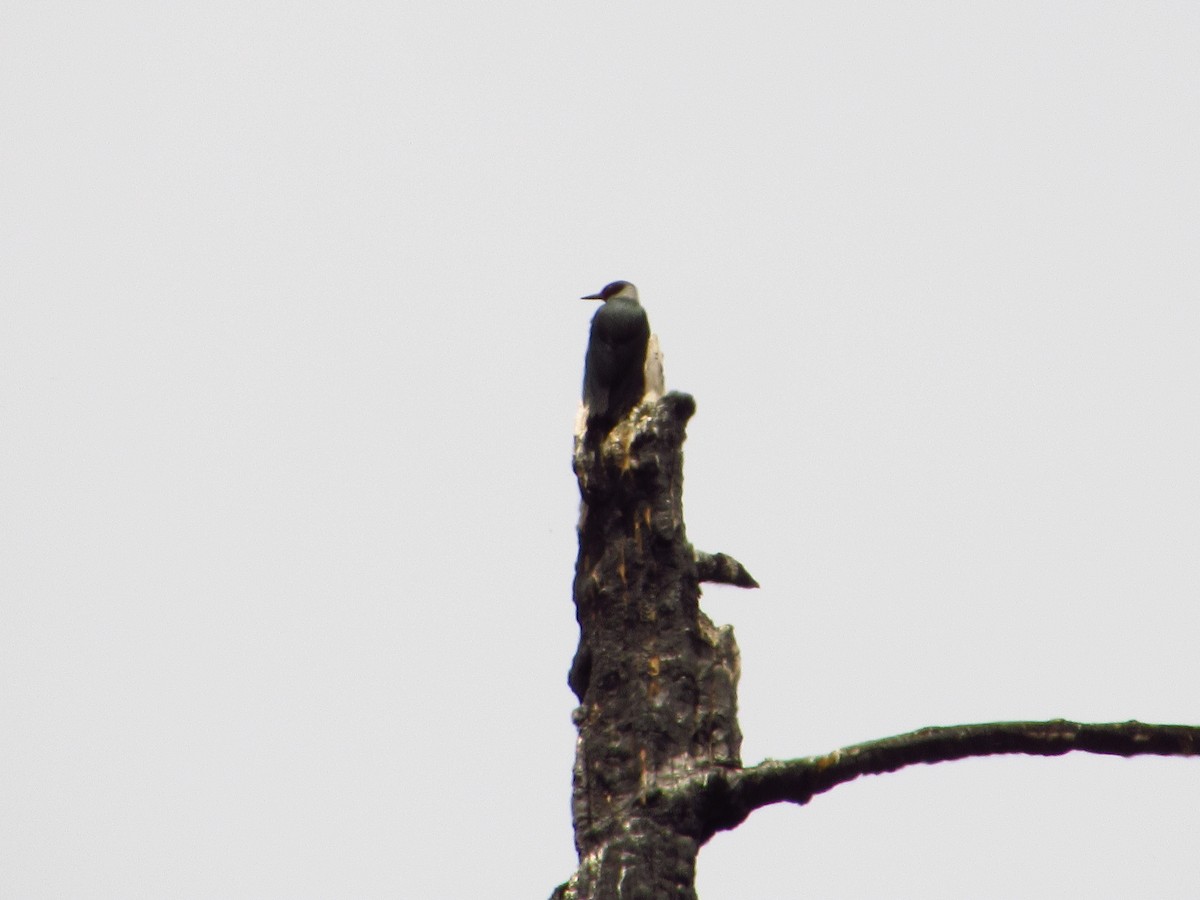 Lewis's Woodpecker - ML619759737