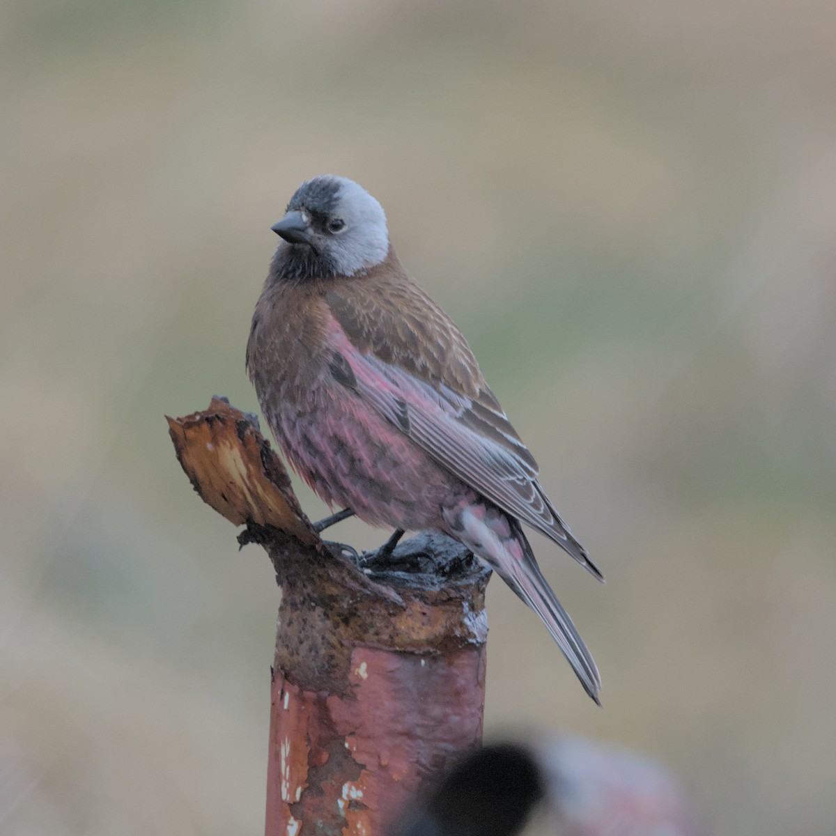 Gray-crowned Rosy-Finch - ML619759753