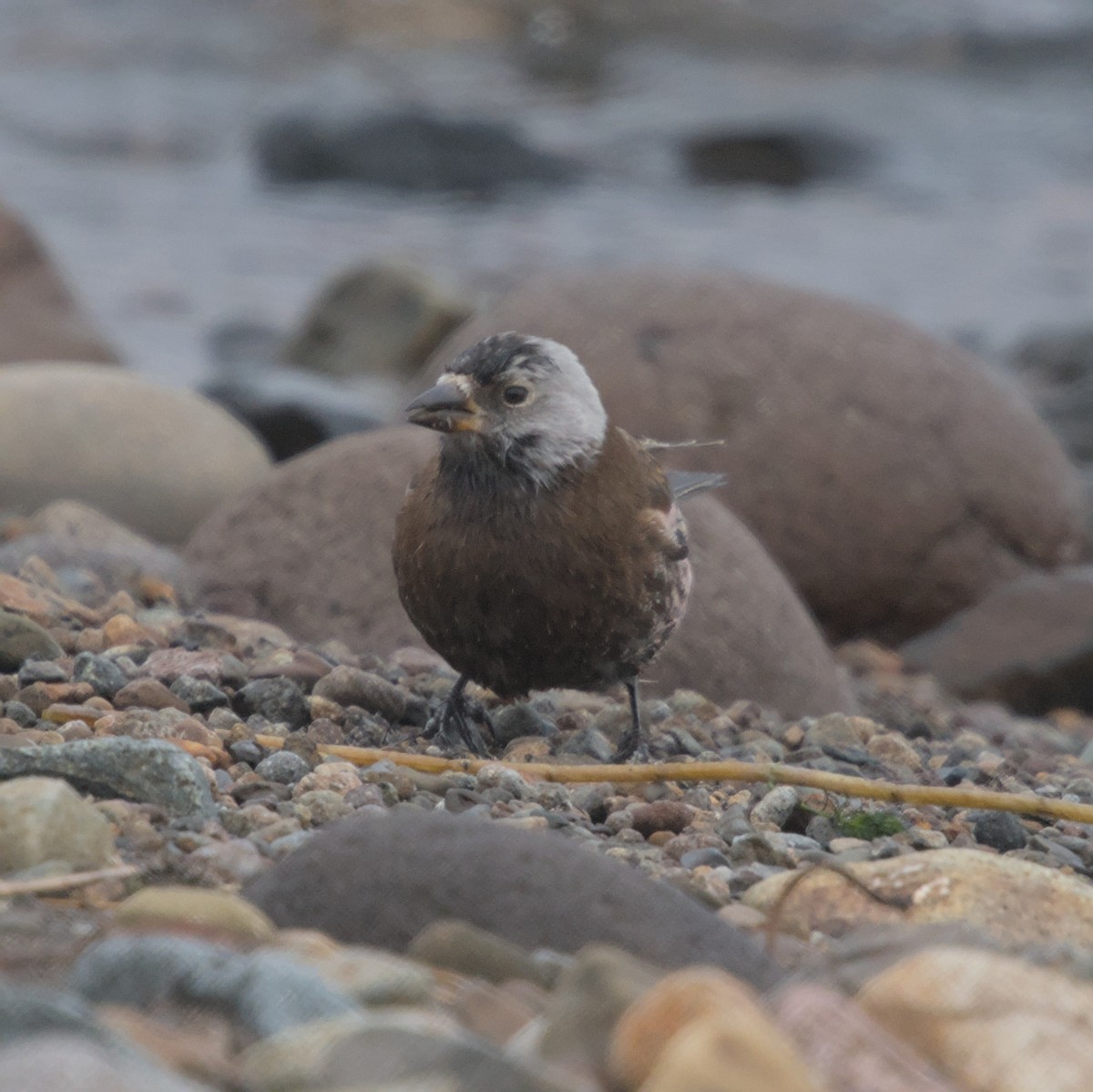 Gray-crowned Rosy-Finch - ML619759756