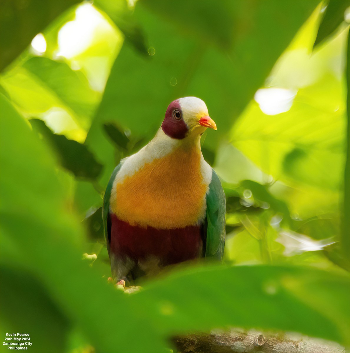 Yellow-breasted Fruit-Dove - ML619759768