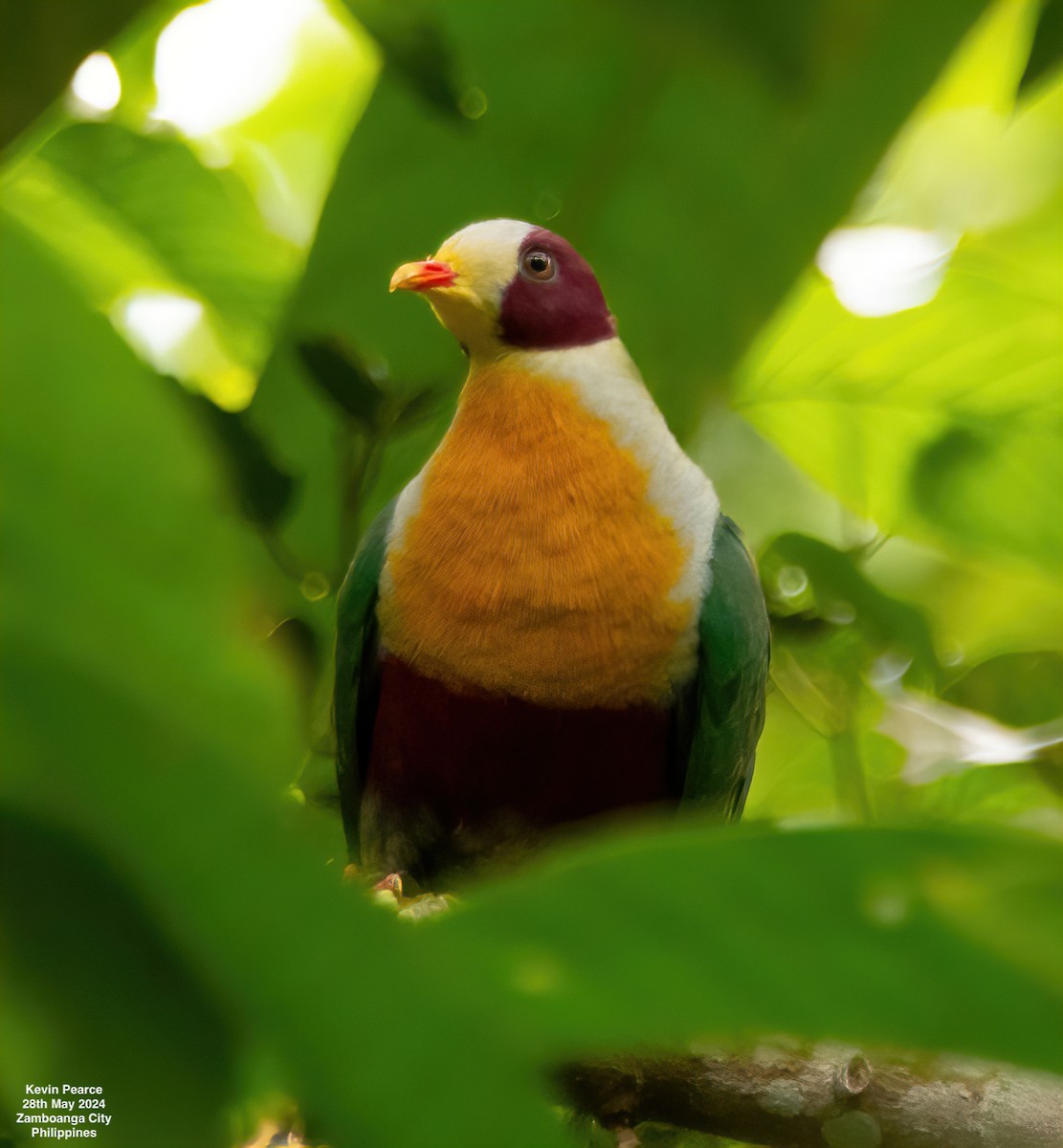 Yellow-breasted Fruit-Dove - ML619759769