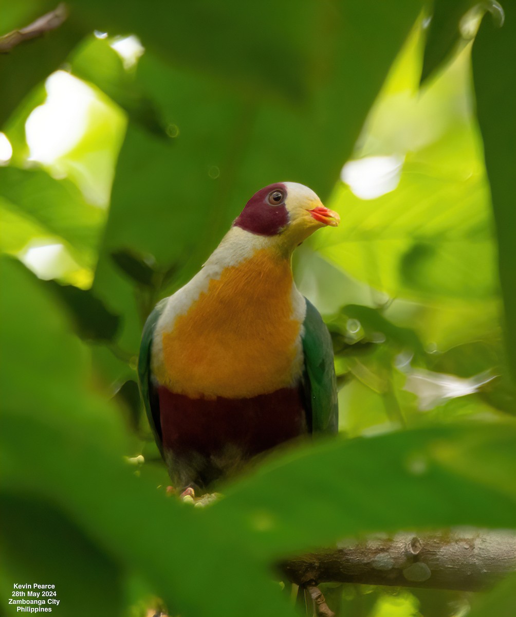 Yellow-breasted Fruit-Dove - ML619759770