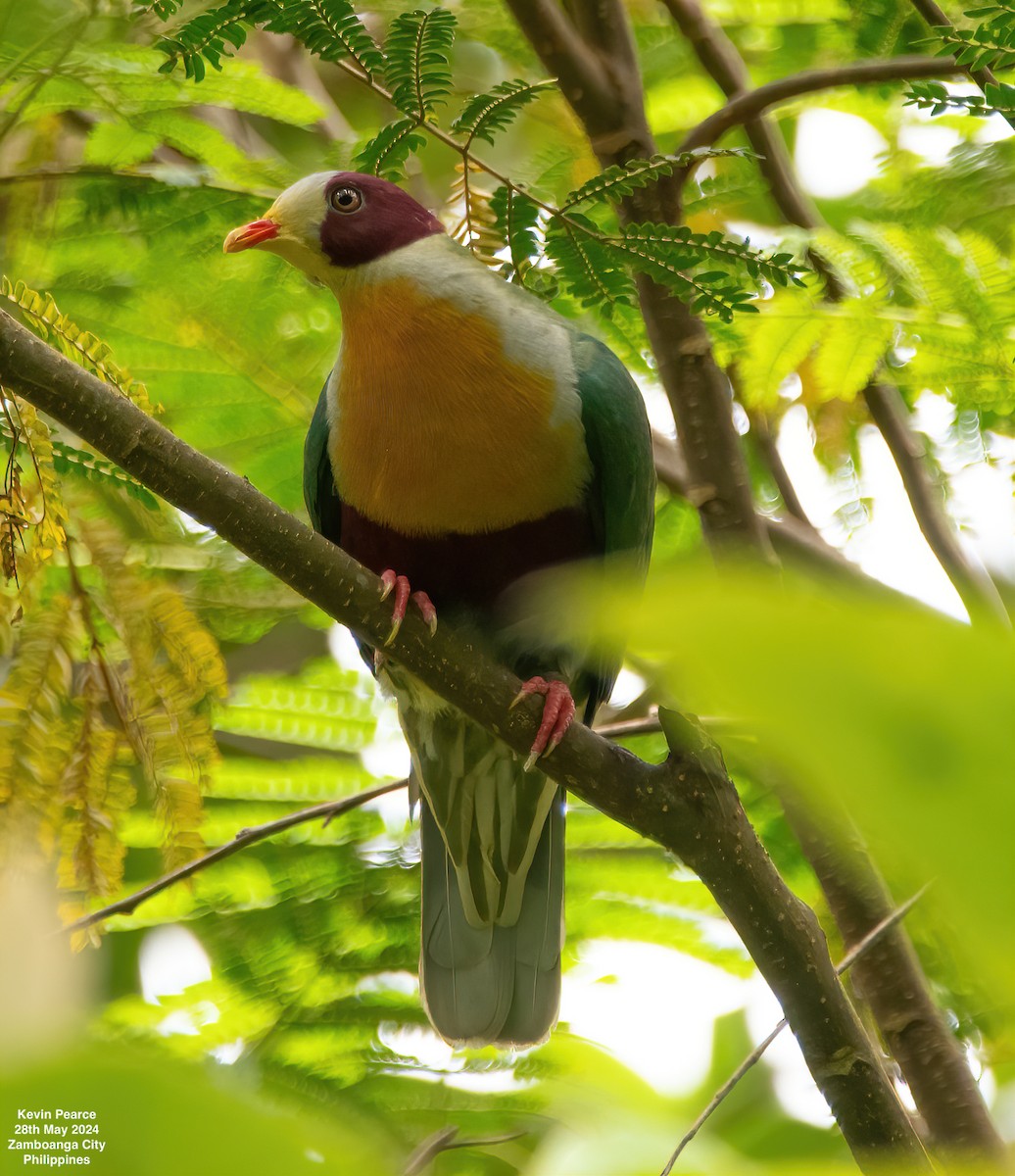 Yellow-breasted Fruit-Dove - ML619759771