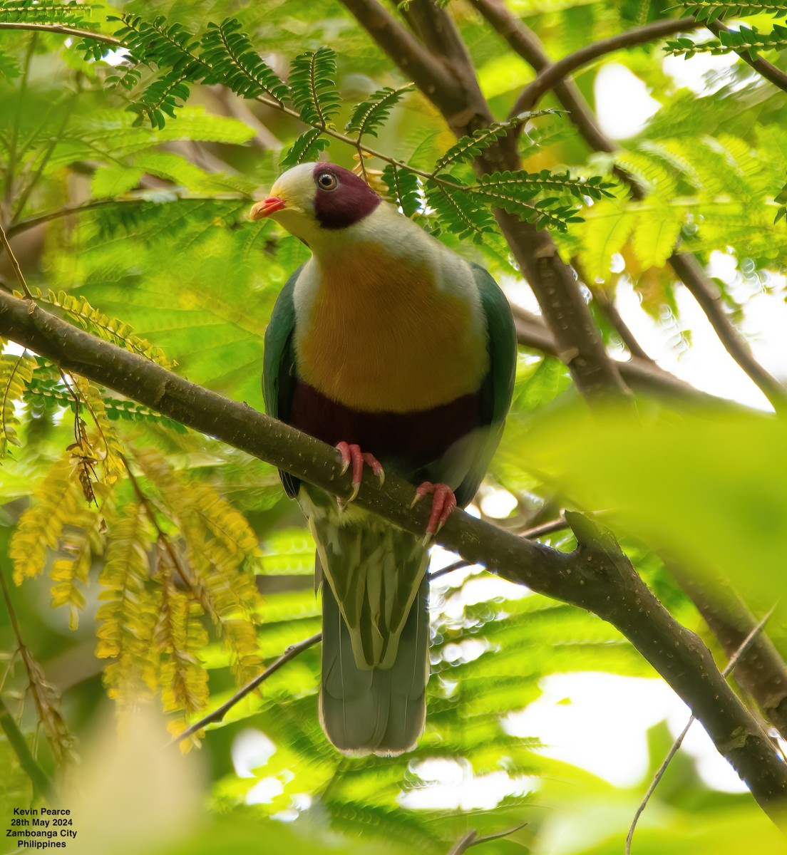 Yellow-breasted Fruit-Dove - ML619759772
