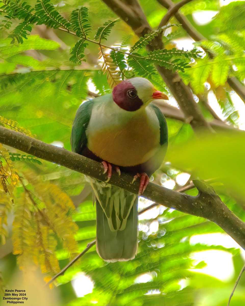 Yellow-breasted Fruit-Dove - ML619759773