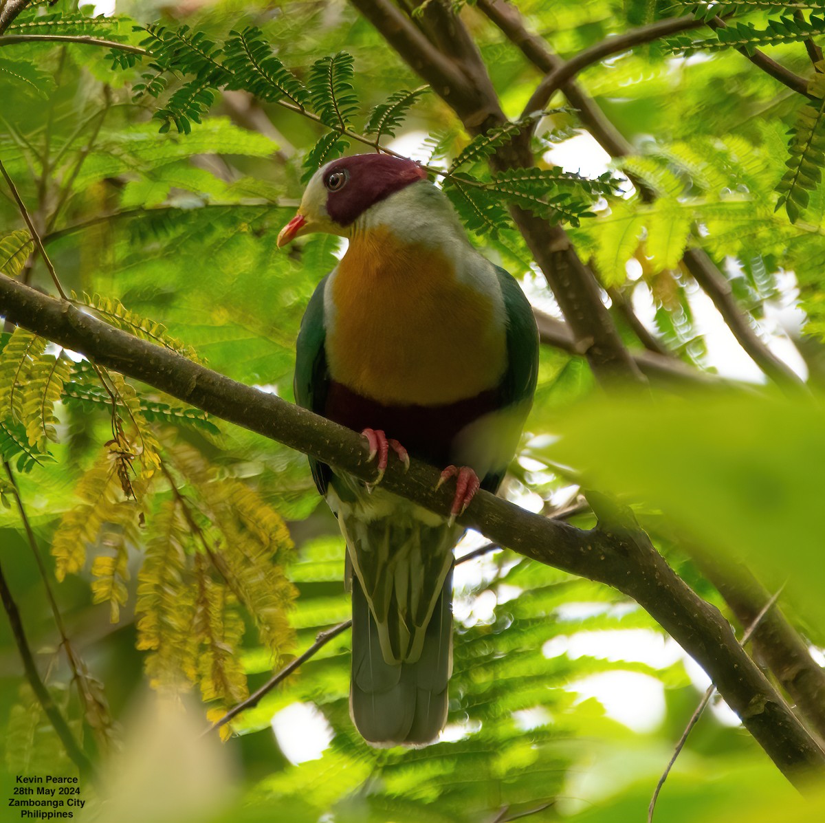 Yellow-breasted Fruit-Dove - ML619759774