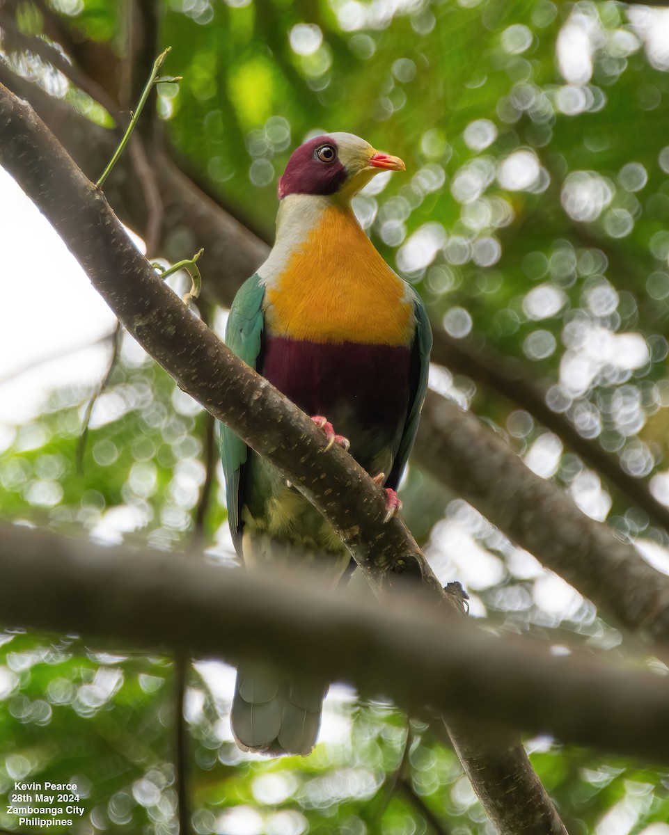 Yellow-breasted Fruit-Dove - ML619759775