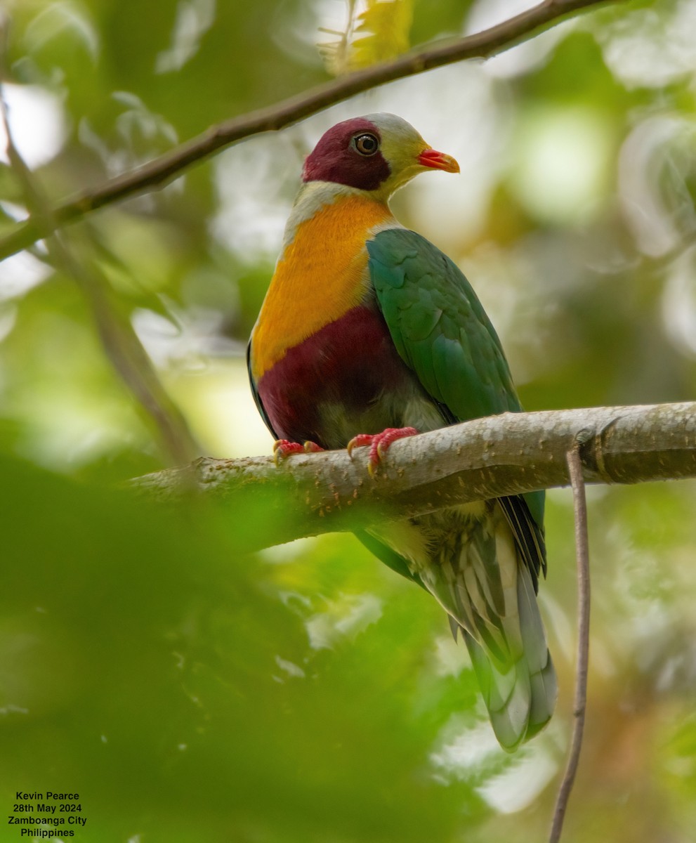 Yellow-breasted Fruit-Dove - ML619759776