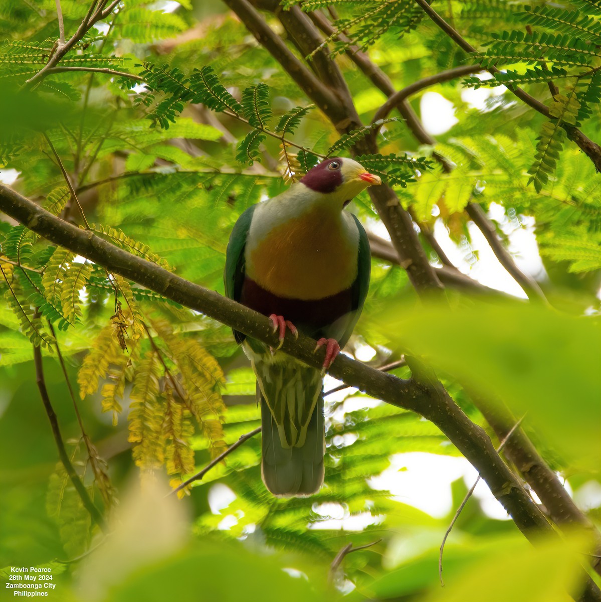 Yellow-breasted Fruit-Dove - ML619759777