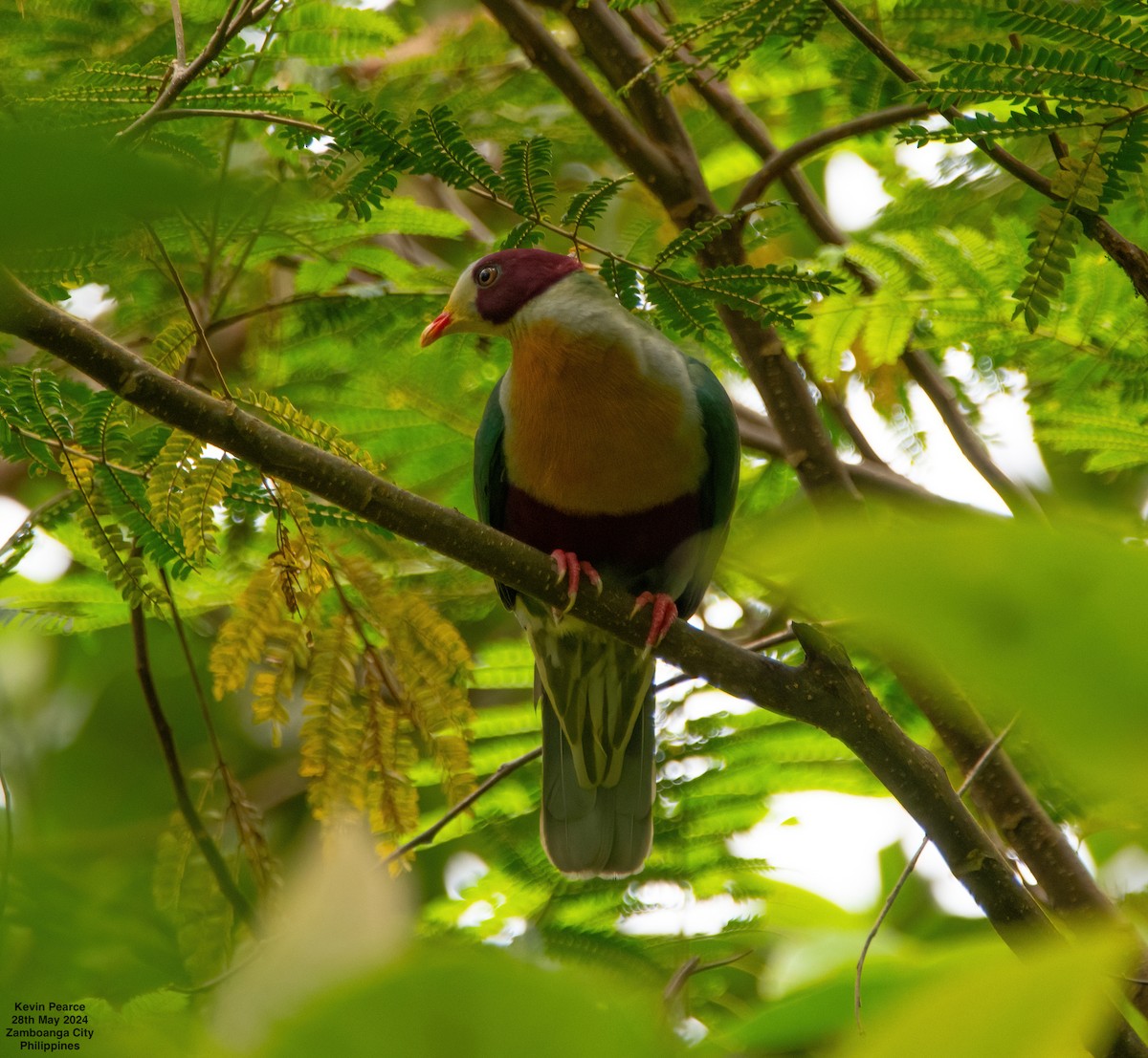 Yellow-breasted Fruit-Dove - ML619759778