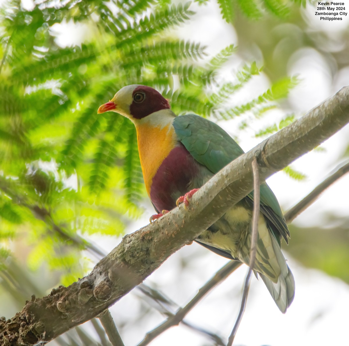 Yellow-breasted Fruit-Dove - ML619759779