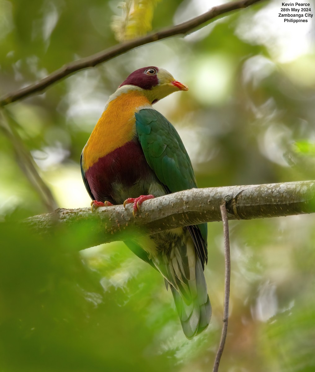 Yellow-breasted Fruit-Dove - ML619759780