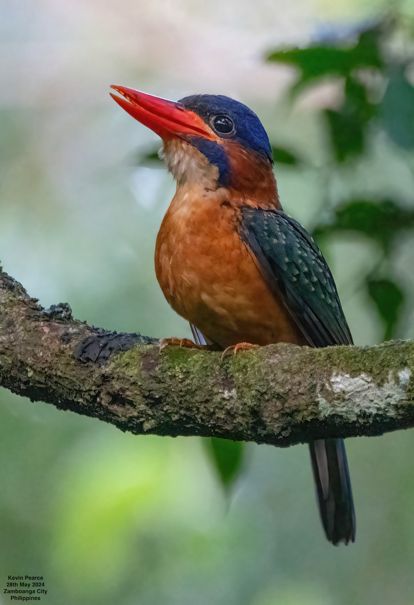 Blue-capped Kingfisher - ML619759792