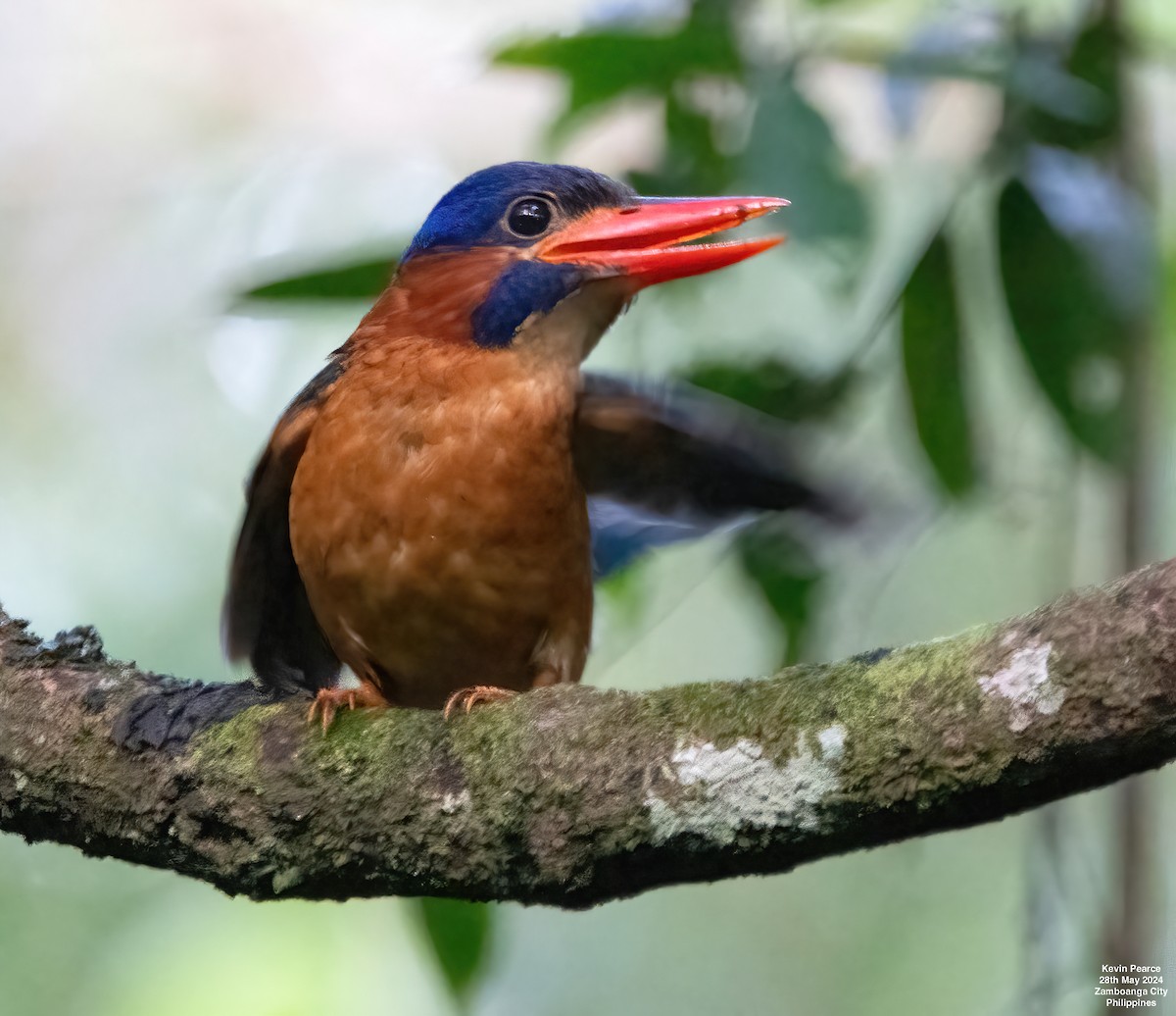 Blue-capped Kingfisher - ML619759793