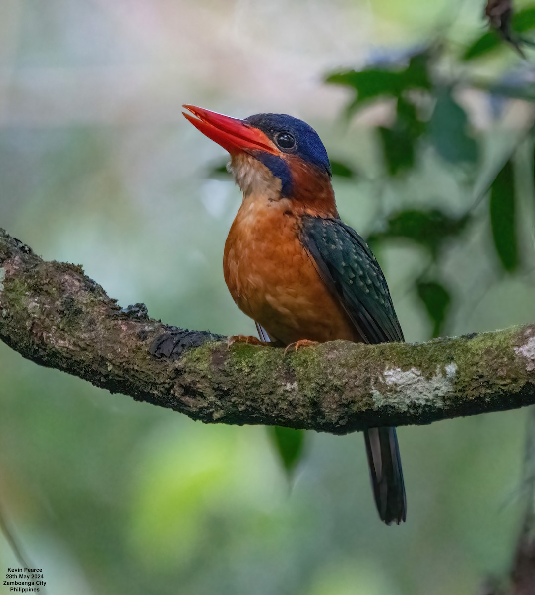 Blue-capped Kingfisher - ML619759794
