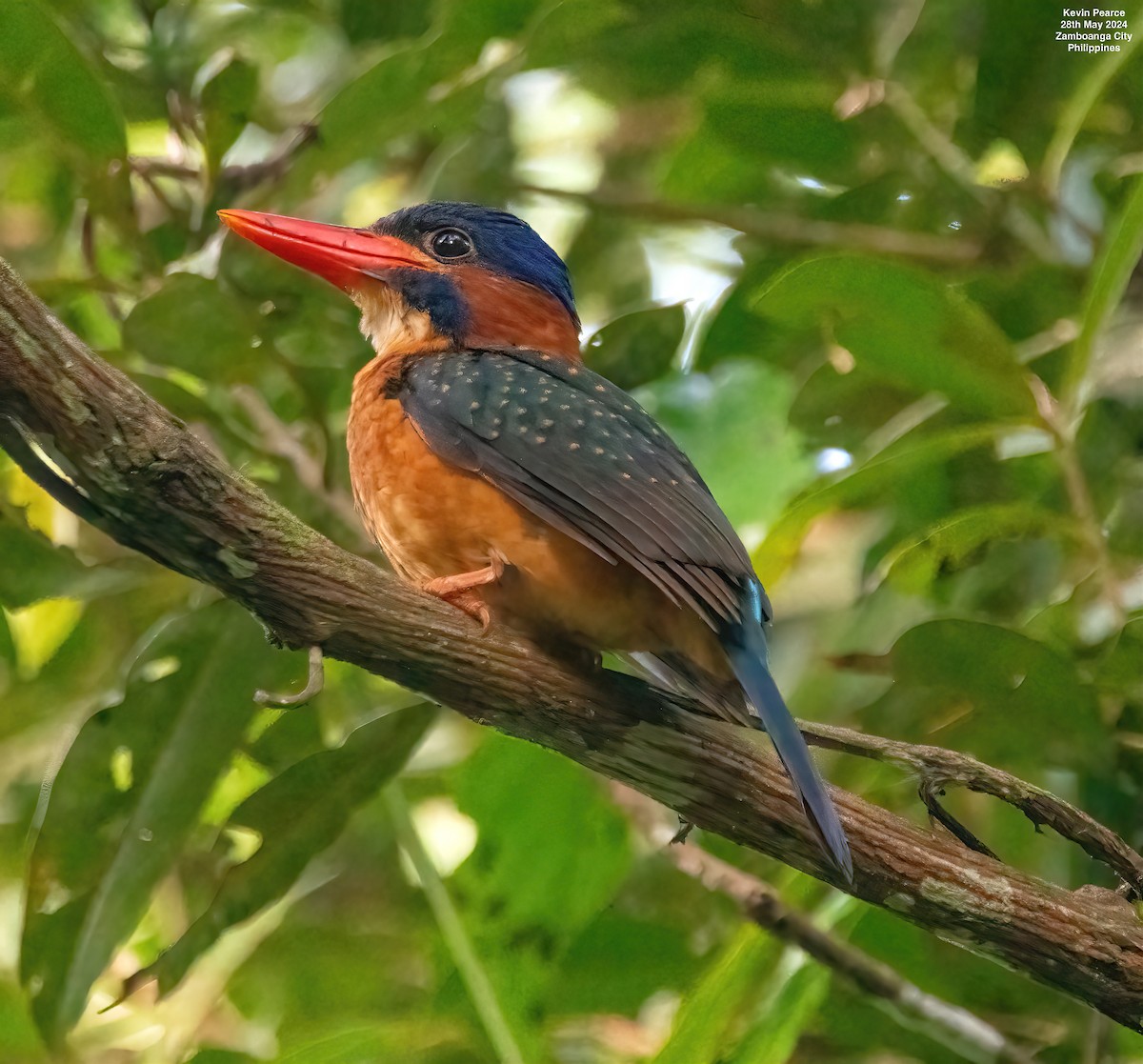 Blue-capped Kingfisher - ML619759795