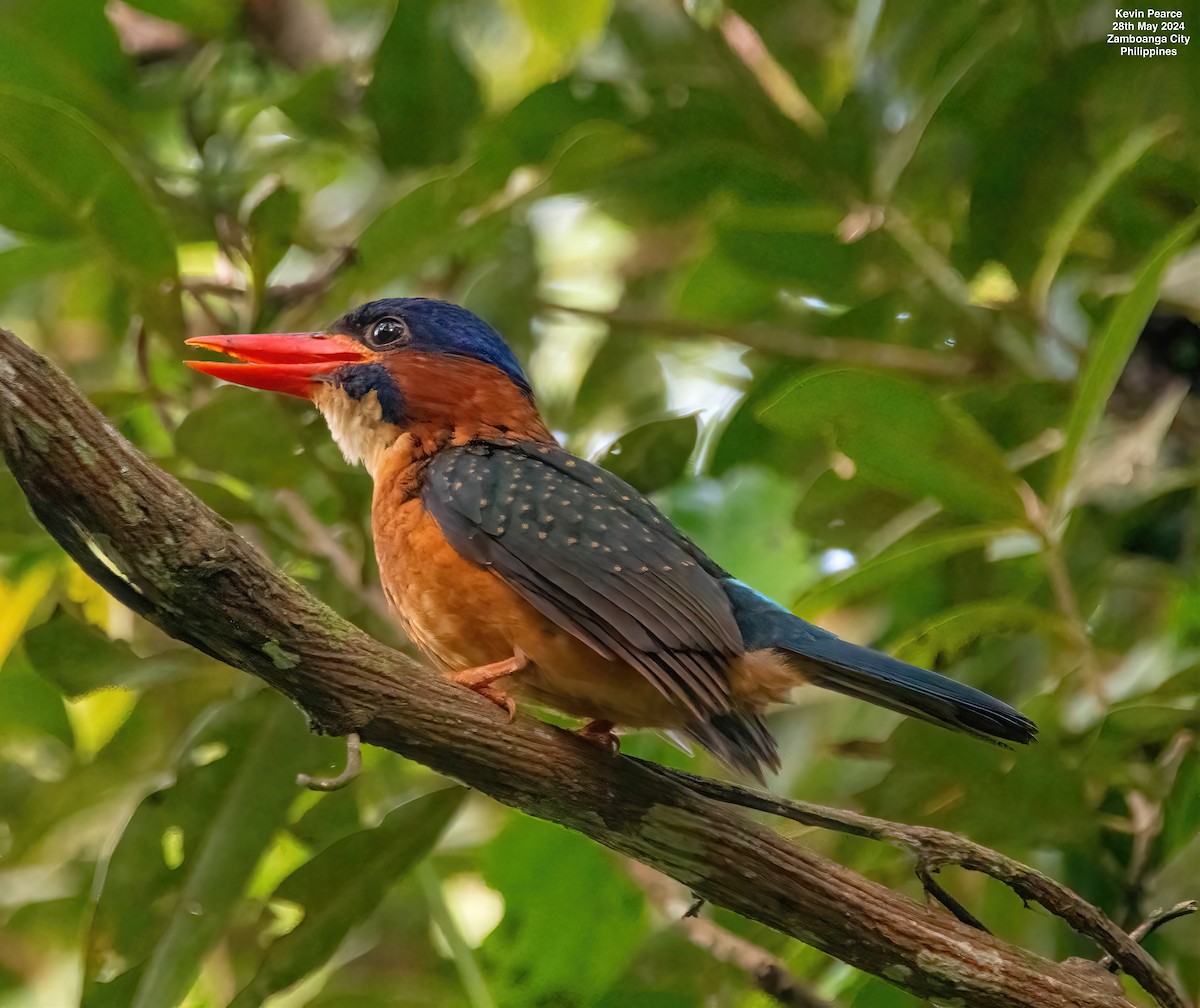 Blue-capped Kingfisher - ML619759796