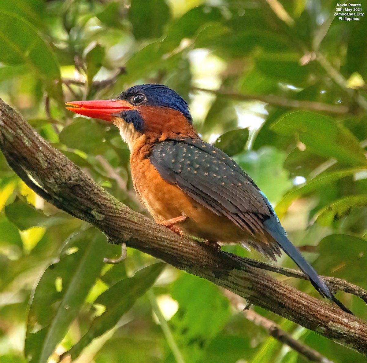 Blue-capped Kingfisher - ML619759797