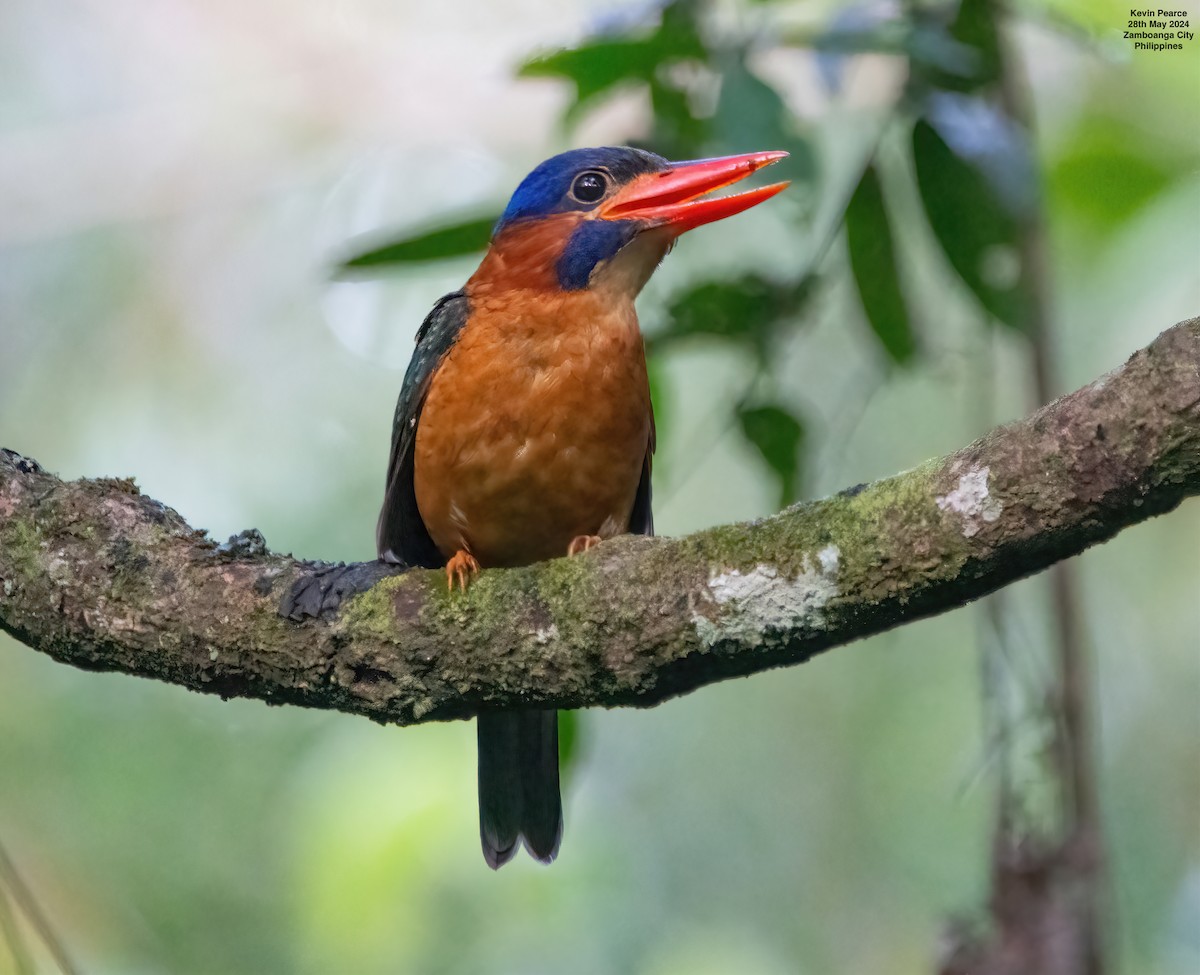 Blue-capped Kingfisher - ML619759798