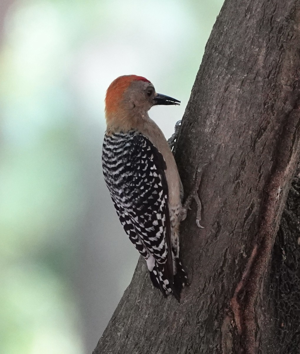 Red-crowned Woodpecker - ML619759809