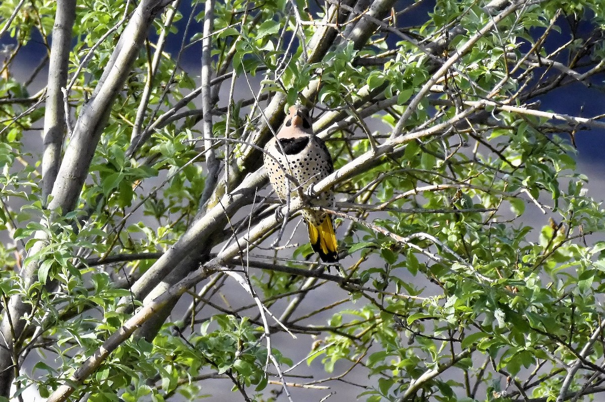 Northern Flicker (Yellow-shafted) - ML619759815
