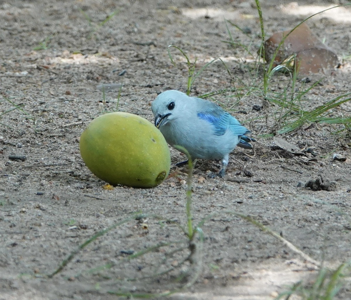 Blue-gray Tanager - ML619759821
