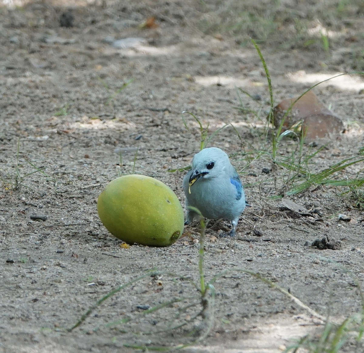 Blue-gray Tanager - ML619759822