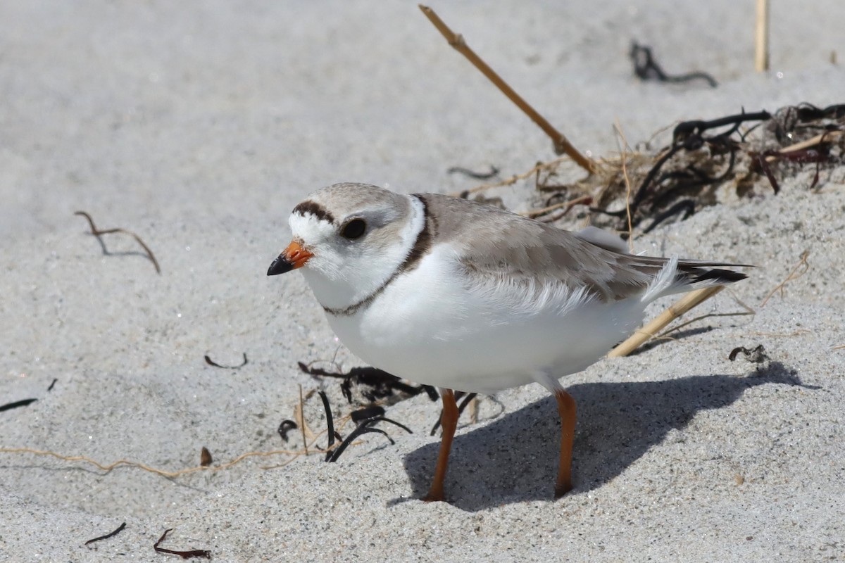 Piping Plover - ML619759839