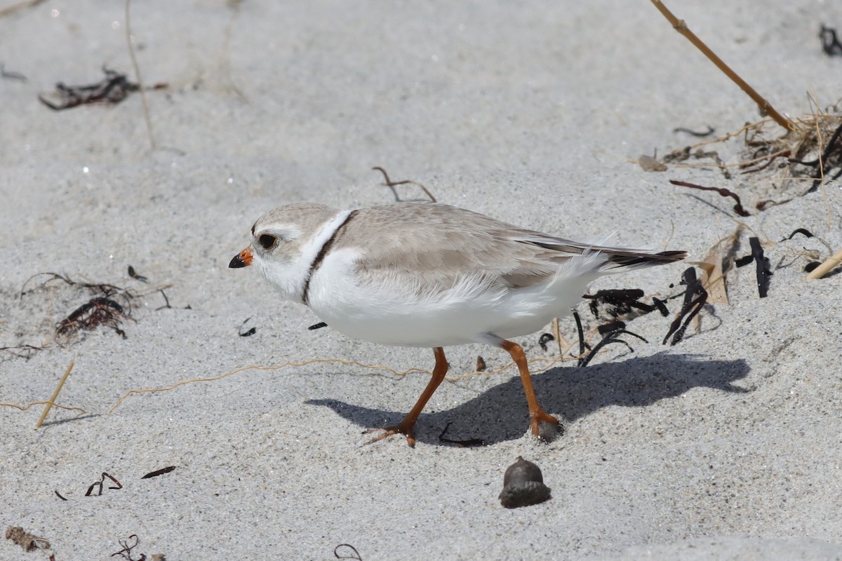 Piping Plover - ML619759840