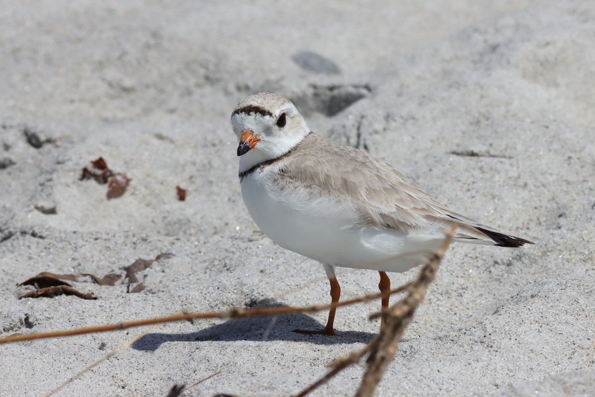 Piping Plover - ML619759841