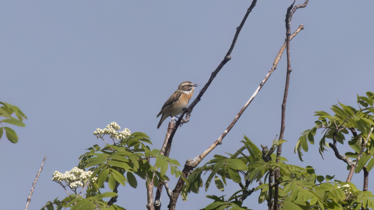 Whinchat - ML619759845