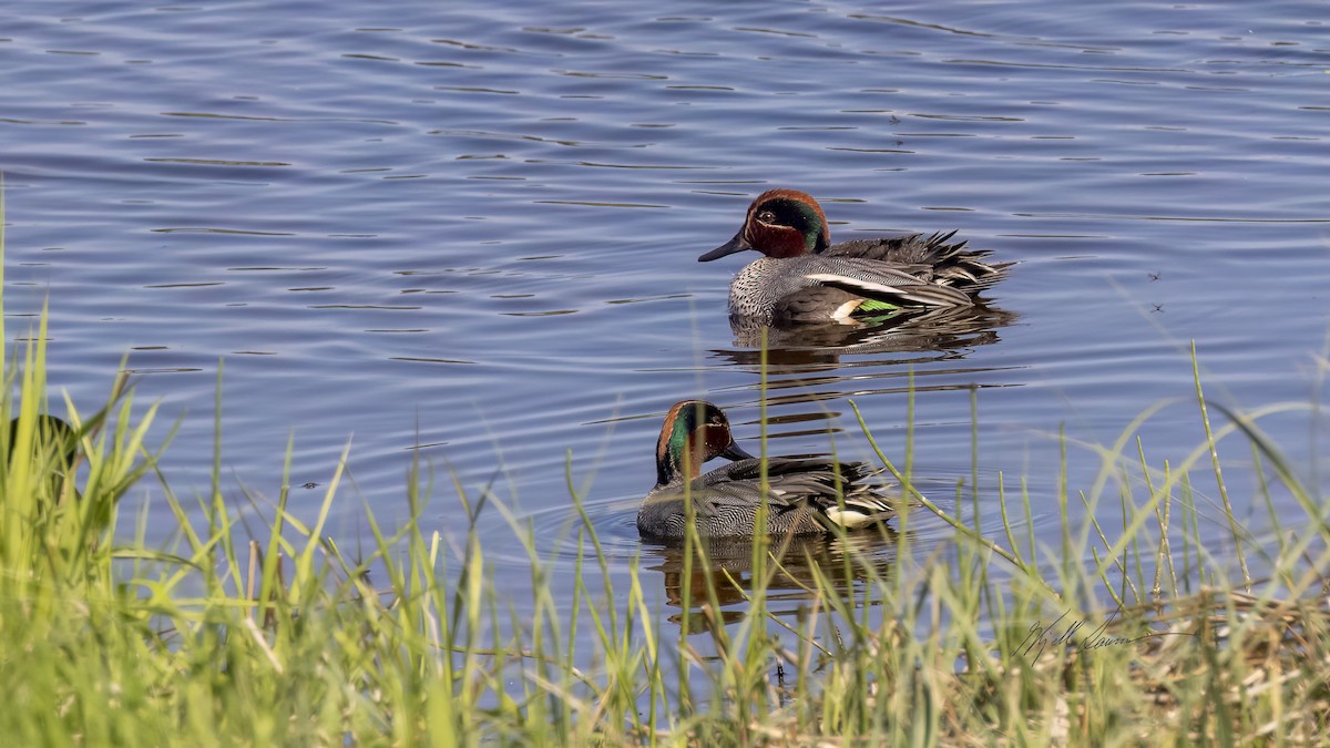 Green-winged Teal - ML619759918