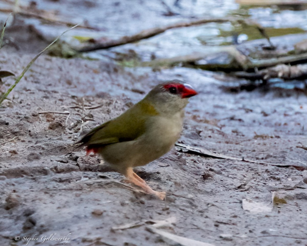 Red-browed Firetail - ML619759919