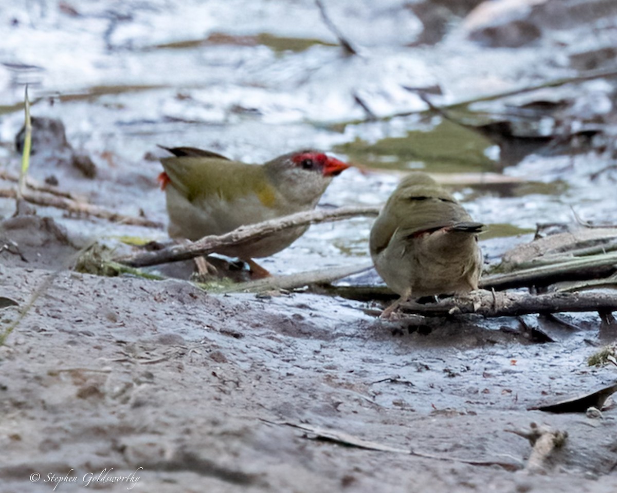 Red-browed Firetail - ML619759920