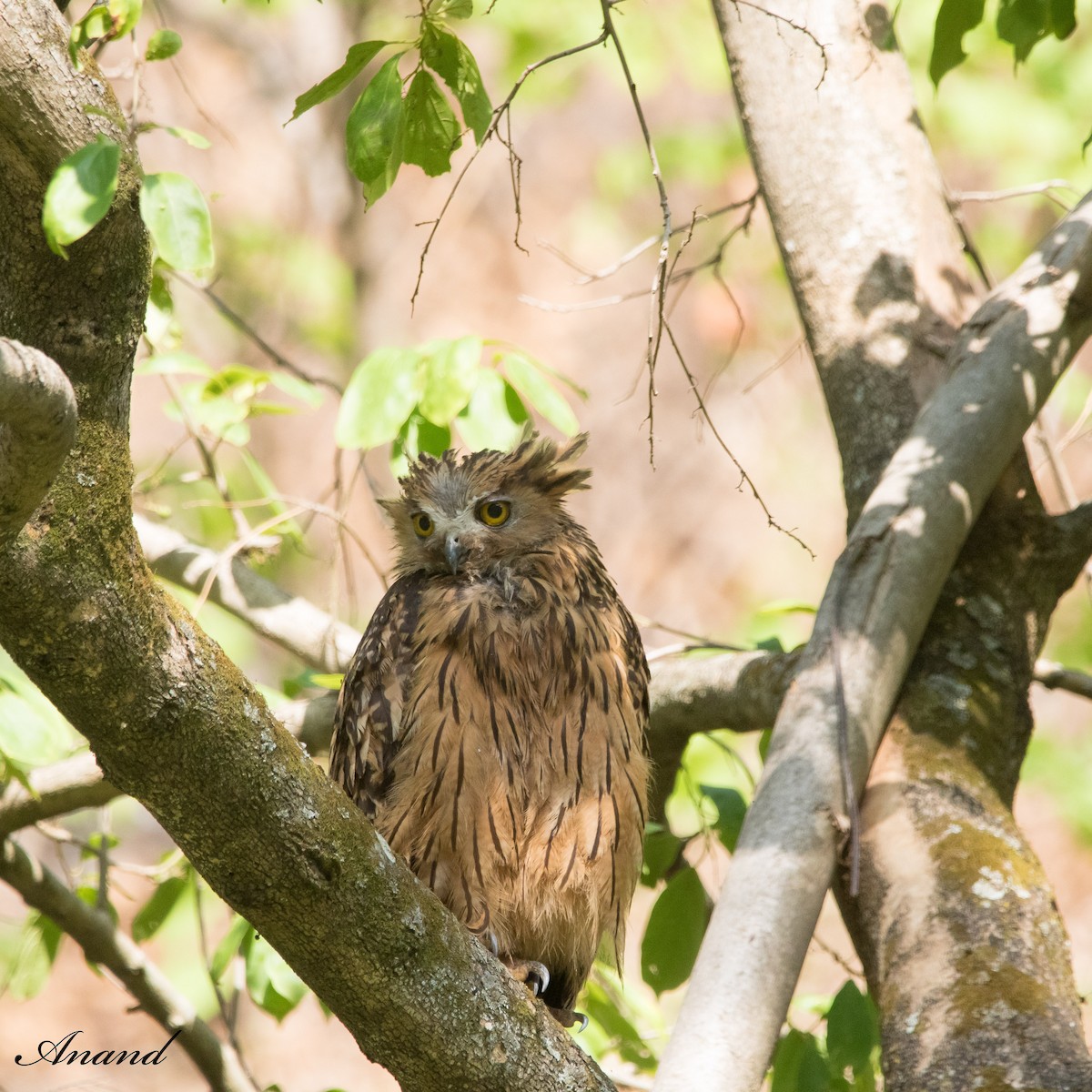 Tawny Fish-Owl - ML619759931