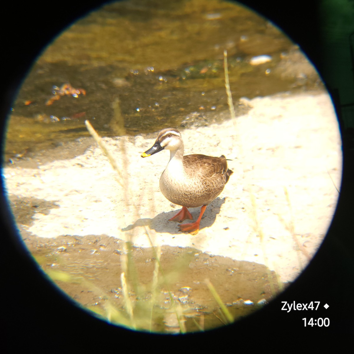 Eastern Spot-billed Duck - ML619759932