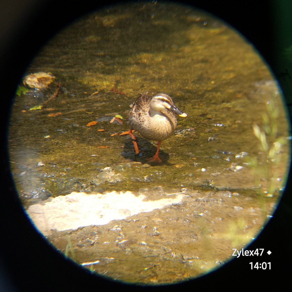 Eastern Spot-billed Duck - ML619759933